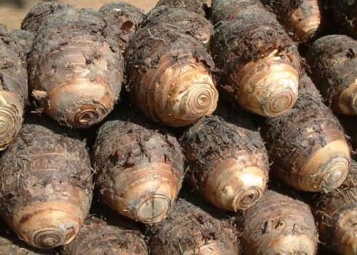 切山藥、處理芋頭時手發(fā)癢怎么辦