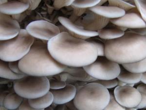 怎樣清洗平菇最干凈？平菇的清洗方法