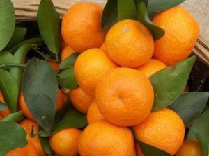 什么樣的砂糖橘最甜?砂糖橘的挑選技巧