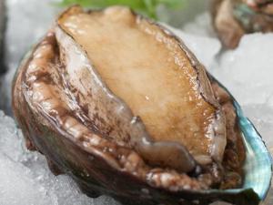 如何挑選優(yōu)質(zhì)鮑魚(yú)？鮑魚(yú)的挑選方法