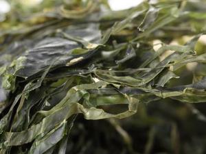 干海帶泡發，干海帶要泡多久，怎樣泡發干海帶