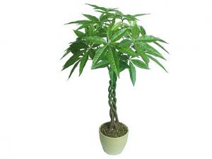 發(fā)財樹葉子發(fā)黃的原因-發(fā)財樹葉子發(fā)黃怎么辦？