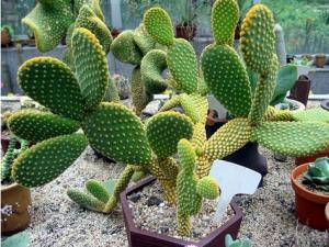 仙人球怎么養？仙人球防輻射嗎？