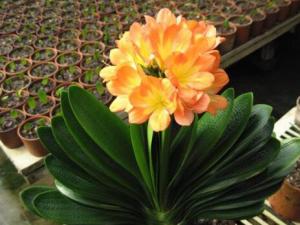 君子蘭葉子發黃的原因-君子蘭爛根怎么辦？