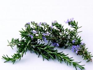 迷迭香的功效與作用-迷迭香怎么養(yǎng)？