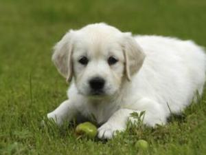 小狗嘔吐怎么回事？小狗拉稀嘔吐怎么辦？