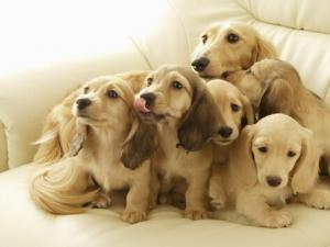 怎么給狗狗喂藥？小狗如何喂藥？