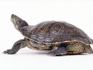 怎么喂烏龜？烏龜不吃食的原因