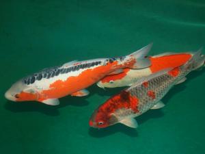 錦鯉魚怎么養？如何對錦鯉魚進行魚病防治？