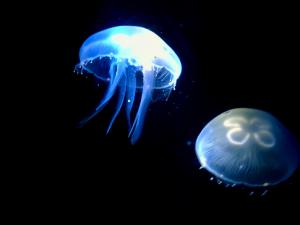 水母怎么養？水母是怎么運動的？