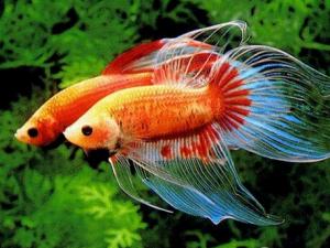 斗魚(yú)怎么養(yǎng)？斗魚(yú)養(yǎng)殖的注意事項(xiàng)