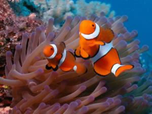 小丑魚怎么養(yǎng)？小丑魚常見疾病如何治療？