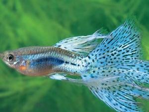 鳳尾魚怎么養？鳳尾魚養殖的注意事項