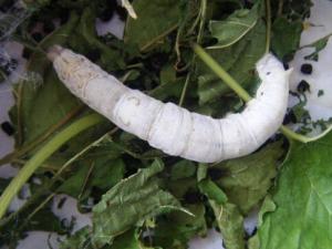 蠶寶寶怎么養？如何喂養蠶寶寶？