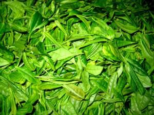 怎樣貯存新茶？新茶葉怎樣保存？茶葉保存方法