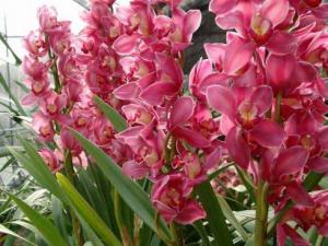 什么花適合放在室內?適合居室擺放的九種花卉