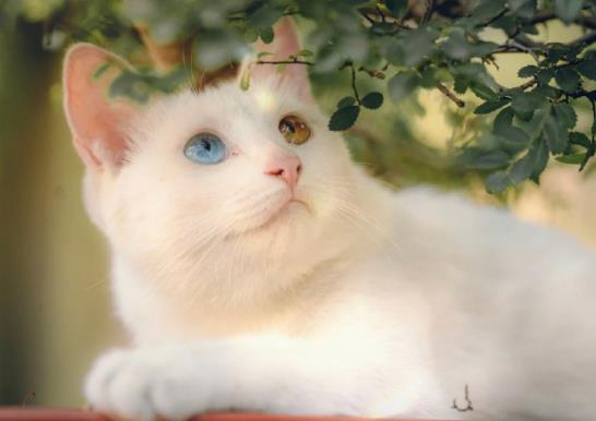 貓拉屎房間太臭怎么辦?貓尿在衣服上發黃了怎么洗掉?