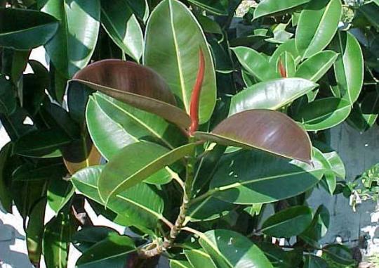 橡皮樹除甲醛效果好嗎?橡皮樹冬季能露天養(yǎng)殖嗎