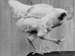 世界10大怪異節日：日本裸體節美國無頭雞節等