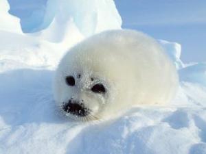 3月1日是什么節日？國際海豹日是幾月幾日