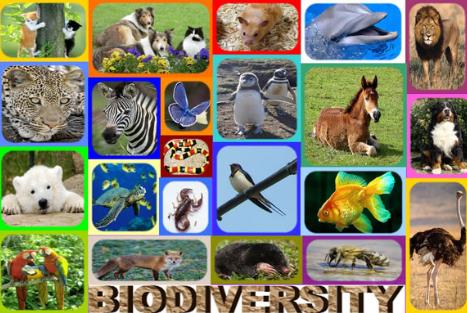 5月22日是什么日子?國際生物多樣性日的由來