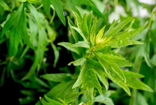 端午節掛艾草要長的好還是短的好?端午掛的艾草什么時候可以用來洗澡