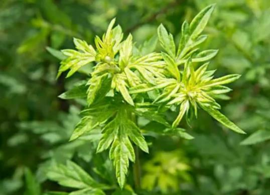 端午掛艾草掛左邊還是右邊?2022端午掛艾草只掛一把行嗎