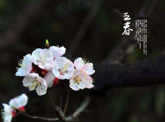 2022立春放炮仗有時(shí)辰講究嗎?2022除夕逢立春好嗎