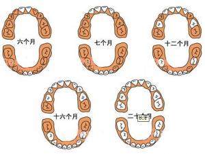 寶寶幾個月長牙？寶寶長牙順序圖 長牙注意事項