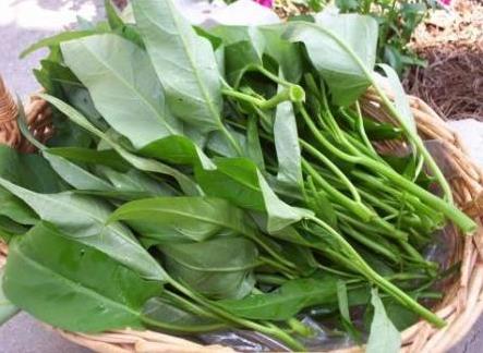 寶寶吃空心菜有什么好處?寶寶吃空心菜的做法