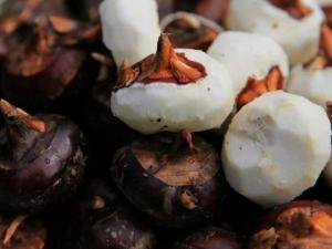 孕婦可以吃荸薺嗎？孕婦能不能吃荸薺