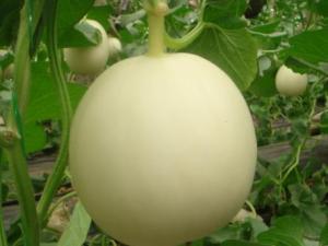 ?孕婦能吃白蘭瓜嗎?孕婦吃白蘭瓜有什么好處