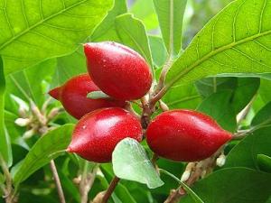 孕婦能吃神秘果嗎?孕婦吃神秘果的食用禁忌