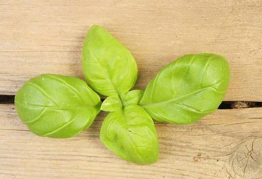 孕婦能吃羅勒葉嗎?羅勒葉過敏有哪些癥狀