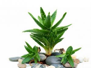 蘆薈都可以吃嗎?吃蘆薈的注意事項