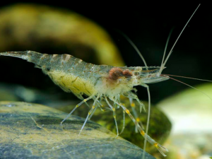 食用秀麗白蝦的注意事項-秀麗白蝦的營養價值