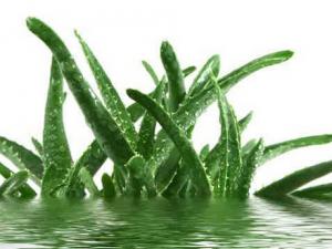 多吃蘆薈有助消食？營養誤區大揭秘