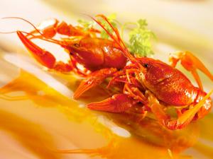 小龍蝦是激素催大的嗎?