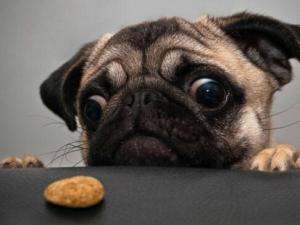 嘴饞是病-口味意味著不同的營養缺乏