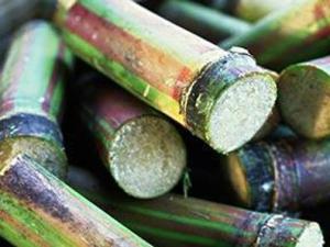 吃了發霉甘蔗中毒怎么辦?甘蔗怎么吃才健康