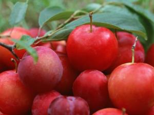 李子吃多了會怎么樣？李子一次吃多少合適