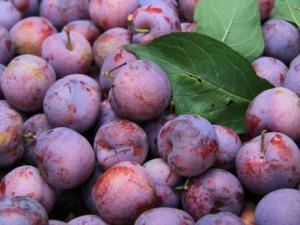 為什么說“桃養人，杏傷人，李子樹下埋死人”？