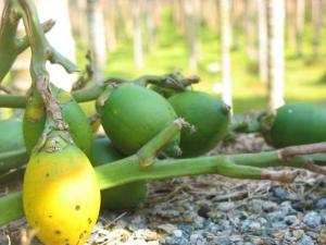 檳榔吃多了會怎么樣?檳榔吃多了有什么壞處