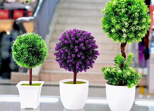 家里養什么植物好?家里養什么花風水好?