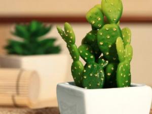 防輻射植物有哪些？什么東西防輻射最好？