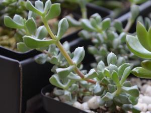 白鳳菊與家居風格的搭配-白鳳菊的養(yǎng)殖方法