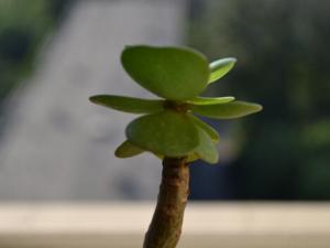 金錢木的養(yǎng)殖方法-金錢木的風(fēng)水學(xué)應(yīng)用