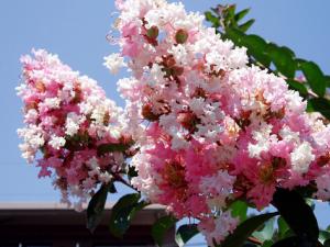 紫薇花對家居環境的影響-紫薇的風水學應用