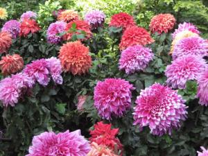 大麗花對家居環境的影響-大麗花與家居風格的搭配