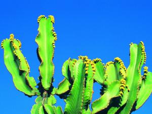 仙人掌的花語-仙人掌擺放的風(fēng)水講究